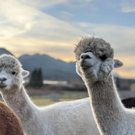 Konukevi Winkler-tuschnig